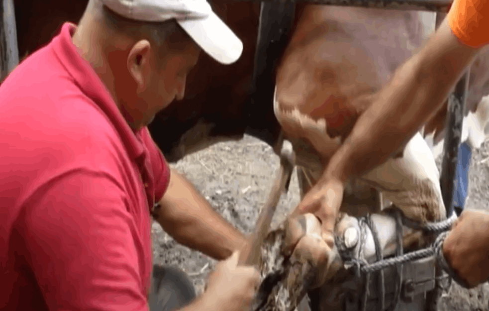 ŽIVOTINJA OSETI KADA JOJ NEKO ČINI DOBRO: Pred ovim čovekom su umiljate grdosije od pola tone (VIDEO)